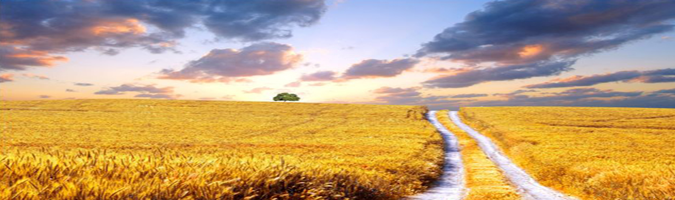 Soft wide-angle photograph of a golden wheat field with a dirt path leading toward a single tree under a partly cloudy sky, warm peaceful mood
